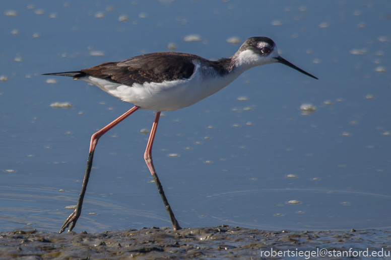 baylands